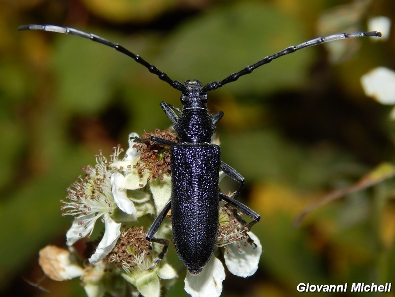 Serie di Cerambycidae del Parco del Ticino